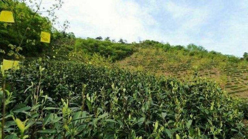 成都农产品配送公司营业执照：合规经营的关键