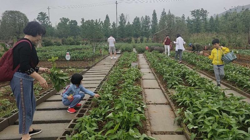 智能温室大棚：现代农业的绿色引擎