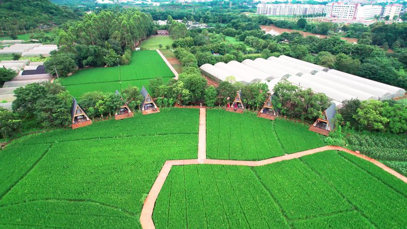 农村种植技术书籍，助力农业发展新篇章**