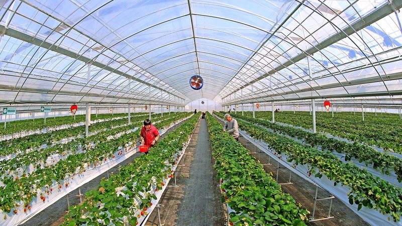 设施农业补贴2025申请攻略：关键步骤与注意事项