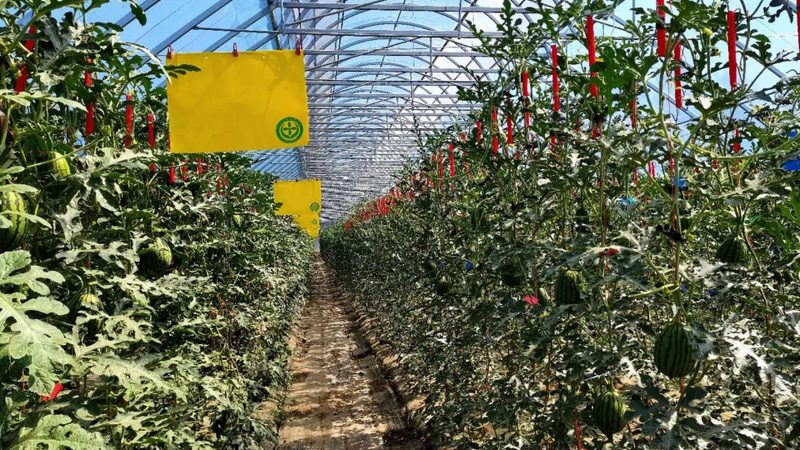 小型种植户如何高效进行农资批发采购**