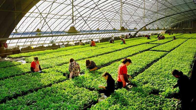 玉米种植机械设备：价格背后的考量因素