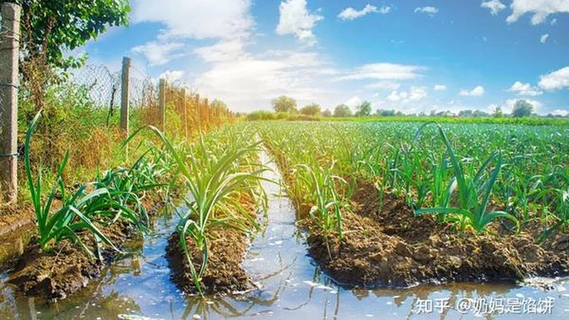 生态环境：申报的农业产业园应注重生态环境保护，实现绿色发展。具体要求如下：